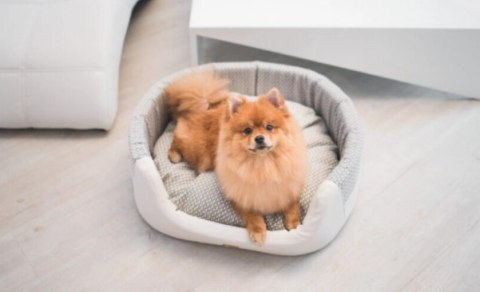 AMIPLAY Legowisko Elipsa Morgan Białe M