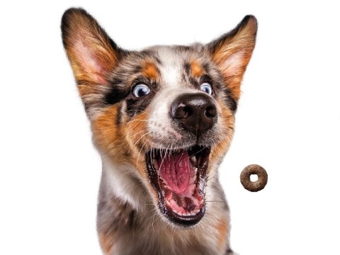 Josera Loopies Kurczak 150g