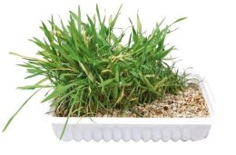 Trixie Trawa Dla Kota 100g